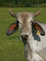 From wikimedia commons, the free media repository. Cattle Breeds 101 Brahman Beef Runner