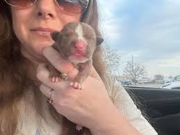 💩Graphic poop picture💩 Poor little Churro is not feeling well today. He  is still in good spirits, but we can tell he's lost some pep in his step.  He was eating lots