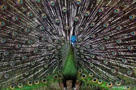 Check spelling or type a new query. Keindahan Bulu Burung Merak Antara News