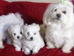 Cathys Maltese Dog Breeder And Pet Store Maltese Dogs Dog Breeder Dogs