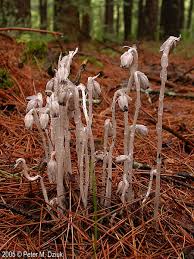 Image result for indian pipe plant
