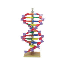 Minidna 12 Layer Molecular Model Biology Supplies Biology Teaching Supplies Genetics Products Dna Models Dna Model Project Dna Model Teaching Supplies