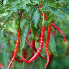 Chile De Arbol Pepper Seeds Buy Seeds By The Packet Or In Bulk At Edenbrothers Com