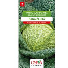 Image result for hlávková kapusta