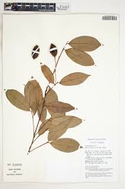 Image result for Ritchiea