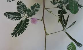 Sensitive plant besides being a fun intriguing element of nature is also filled with a lot of health benefits. Mimosa Pudica The Sensitive Plant The Image Includes A Flower A Download Scientific Diagram