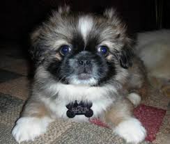 Black And White Pekingese Puppies Black And White Pekingese Puppies Pekingese Puppies Pekingese Puppies For Sale Pekingese Dogs