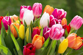 Everything You Need to Know About Tulips…and More! - Florissa