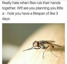 Memebase Flies All Your Memes In Our Base Funny Memes Cheezburger