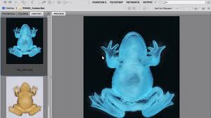 Photoshop has a wide variety of functions and can be used in very diverse ways. How To S Wiki 88 How To Xray Photos Without Photoshop