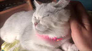 Kedi Pansiyon Oteli Cat Day I Love Cats Cat Love