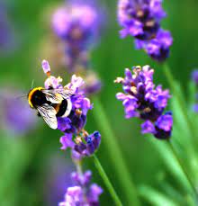 Flowers provide all types of bees with the food they can't get anywhere else. Bee On Purple Flowers Bee Hawaii Wall Art Bee Artwork