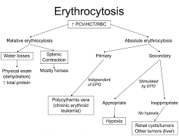 flow chart of mechanisms for increased hematocrit or red