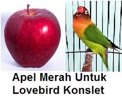 Penggacor burung,merangsang burung aktif bunyi & jeda rapat ,berstamina mencapai top performa di lapangan. Rahasia Juara Cara Mambuat Ramuan Sari Apel Merah Untuk Lovebird Konslet Ngekek Panjang Master Burung Petarung