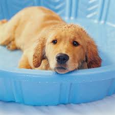 Mother dogs should remain on flea preventives throughout their pregnancy. 10 Ways To Keep Puppies Cool In Hot Summer Weather