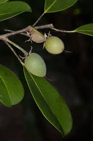 Image result for Mimusops obtusifolia