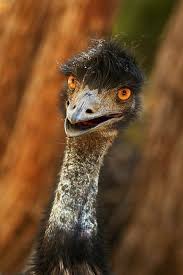 New Images On Imgfave Pet Birds Beautiful Birds Australian Wildlife