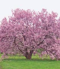 Check spelling or type a new query. Growing The Beautiful Magnolia Tree Quarto Homes Magnolia Trees Outdoor Gardens Flowering Trees