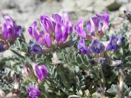 Image result for Indigofera podocarpa