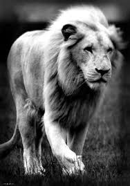 60 B W Lions Ideas Lions Big Cats Animals Wild Trouvez des images de stock de lion dans le miroir en hd et des millions d'autres photos, illustrations et images vectorielles de stock libres de droits dans la collection shutterstock. 60 b w lions ideas lions big cats