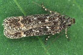 Image result for Chionodes continuellus