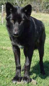 Black Phase High Content Wolfdog Wolf Dog Animals Animals Beautiful