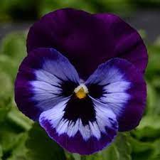 Promise Denim Pansy Flower Pictures Purple Flowers Pansies