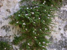 Image result for Capparis fascicularis