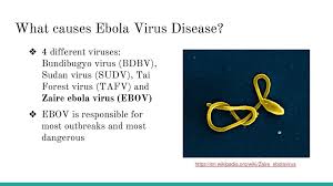 The genus marburg virus only contains one species that was formerly known as lake victoria marburg virus. Etiology Of Ebola And Existing Treatment Ppt Download