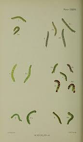 Image result for Trichopteryx elegantula