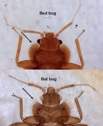 Bed Bugs Umn Extension