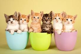 Erkek Disi Kedi Isimleri Top 50 Hayvan Ajans