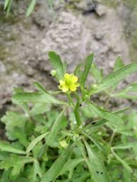 Image result for Ranunculus raeae