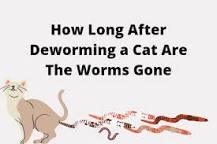 Image result for how long for worms to die after cat treatment