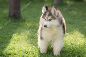 39 527 Husky Puppy Stock Photos Husky Puppy Images Depositphotos