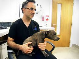 Noel fitzpatrick had a promising update (picture: Was Britney Spears S Pop Song Toxic Written About Irish Supervet
