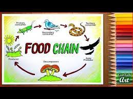Give an example of a plant and an animal that each one might eat. How To Draw Food Chain Diagram Poster Chart Drawing For School Students Easy Step By Step Youtube Food Chain Diagram Easy Drawings Food Chain Drawing