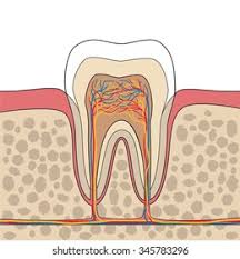 The cross section of a rectangular pyramid is a rectangle. Cross Section Tooth Gum Bone Anatomy Stock Vector Royalty Free 345783296