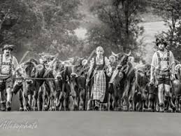 Das süße zebra bietet als malvorlage mehr als nur schwarz und weiß. Kuh Bilder In Schwarz Weiss Kuh Bilder Als Leinwand Poster Xxl Druck Tapete Und Mehr