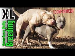 Coming in a variety of colors, patterns and sizes, monster morpheus is the world's most famous merle male, and has had puppies that sell for as much as $50,000 to some of the world's most popular athletes, movie. Xl American Bully Breeding How Clean Bullys Are Produced Edited Version Puppys Coming Soon Youtube