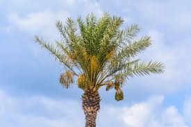 As a result, they are unlikely to damage nearby sidewalk or pavement. Palm Tree Fertilizer Needs Tips For Fertilizing Palm Trees