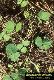 Image result for Rhynchosia
