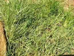 Image result for Cenchrus clandestinus