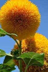 Teddy Bear Sunflowers Pinned With Pinvolve Pinvolve Co Plants Beautiful Flowers Giant Flowers
