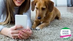 This bonded and insured service is the answer to a concerned pet owner's prayers. How To Clean Your House As A Pet Owner According To Pet Care Services In Dubai