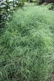 Image result for Asparagus pendulus