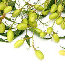 Decouvrez Le Neem L Arbre Aux 1001 Vertus Ferme De Sainte Marthe