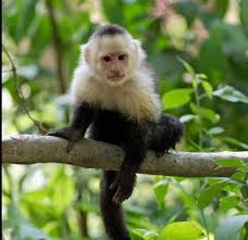 They respond to love and care and are becoming active, friendly, curious, and very social. Capuchin Monkey For Sale Best 1 Capuchin Monkey For Sale