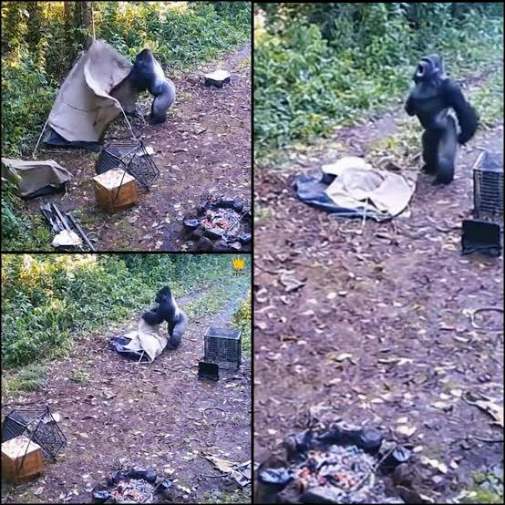 A Trail Camera in the Congo Basin Rainforest Captured Something That Left  Researchers in Tears. A Young Elephant Had Collapsed After a Leopard  Attack. Hours Later, a Lone Gorilla Appeared. It Gathered