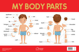 buy my body parts chart early learning educational chart